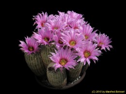 Echinocereus websterianus 768